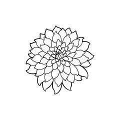 Flowers chrysanthemum vector.