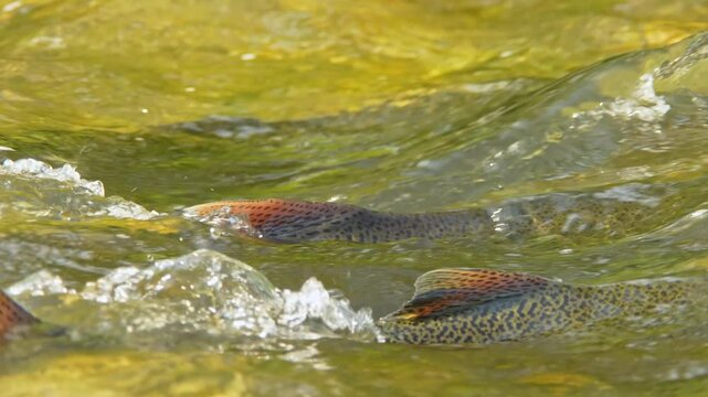 Salmon fish swim upstream against strong currents waterfalls. Ganaraska River, Corbett's Dam, Port Hope, Ontario. Adult salmon spawning return to their natal freshwater habitats to lay their eggs.