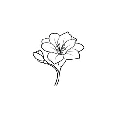 magnolia flower sketch style vector illustration isolated on white background