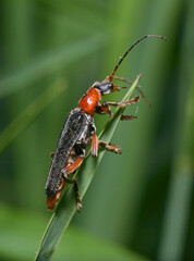 red soldier beetle,Rhagonycha fulva, sitting on a plant