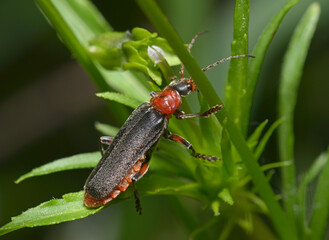 red soldier beetle,Rhagonycha fulva, sitting on a plant