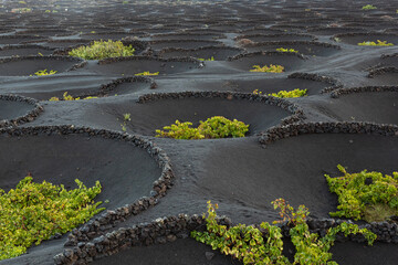 Wine growing in volcanic ash sheltered from the wind by socos, semi-circular stone walls, La Geria, Lanzarote Spain