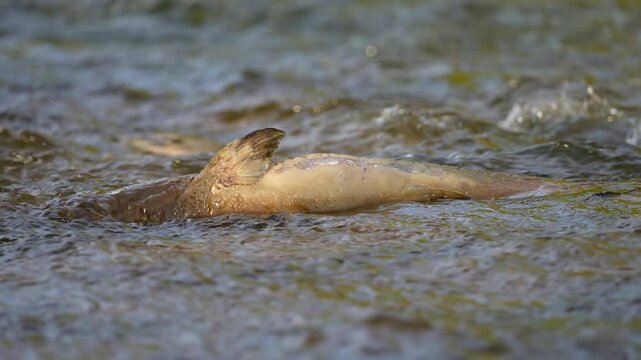 Salmon dead fish after run for spawning and to lay roe or eggs. Chinook salmon decompose, adding nutrients to the stream. Salmon died after the reproductive function. North America, Canada.