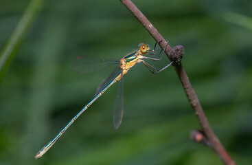 Emerald damselfly Lestes sponsa sitting on a plant stem