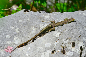 Mosoreidechse // Mosor rock lizard  (Dinarolacerta mosorensis) - Orjen-Gebirge, Montenegro
