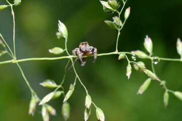 jumping spider Salticidae sitting on a plant stem