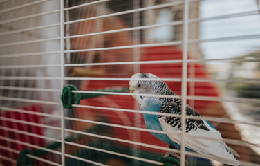 A vibrant blue parakeet sits on a perch inside its cage, with blurred surroundings suggesting a cozy indoor setting.