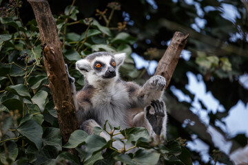sitting lemur catta on the tree
