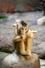 baby macaque eating vegetables