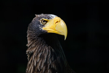 Obraz premium close portrait od stellers sea eagle (pacific sea eagle)
