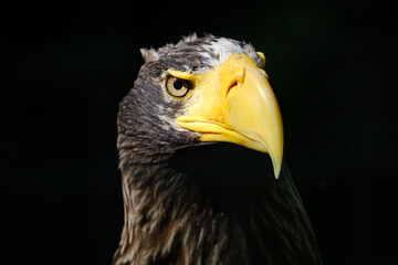 close portrait od stellers sea eagle (pacific sea eagle)