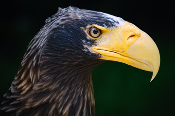 close portrait od stellers sea eagle (pacific sea eagle)