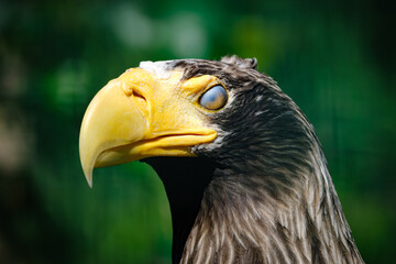 close portrait od stellers sea eagle (pacific sea eagle)
