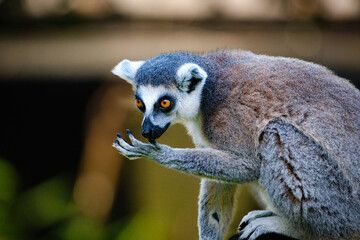 sitting lemur catta on the tree