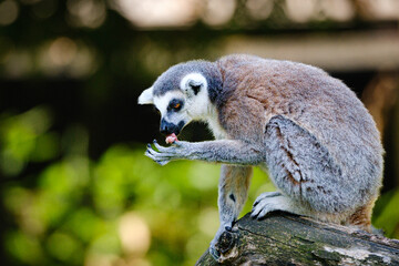 sitting lemur catta on the tree