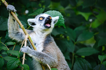 lemur catta in the nature