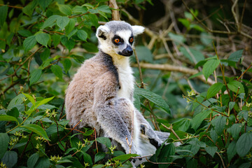 sitting lemur catta in the nature