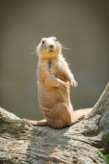 black-tailed praire dog sitting on the ground