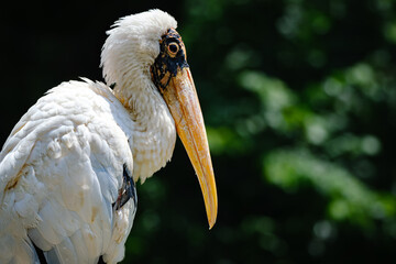 portrait of milky stork bird
