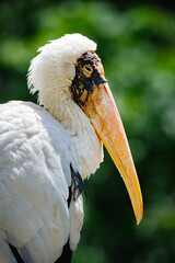 portrait of milky stork bird