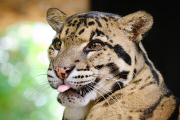 clouse up portrait of clouded leopard