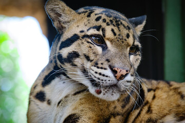 clouse up portrait of clouded leopard