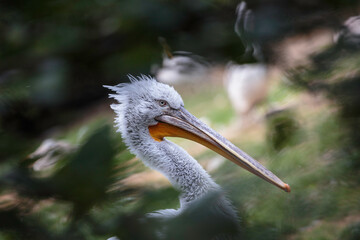 portrait of a pelican