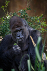 male gorrila portrait