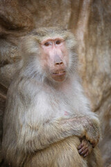 close up of a macaque monkey