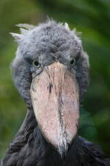 close up of shoebill