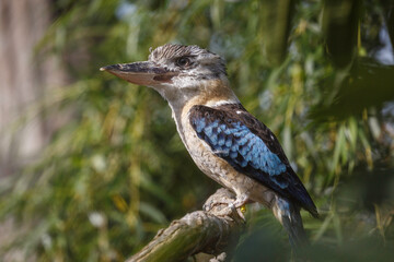 portrait of blue-winged kookaburra kingfisher