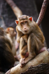 curious macaque monkey