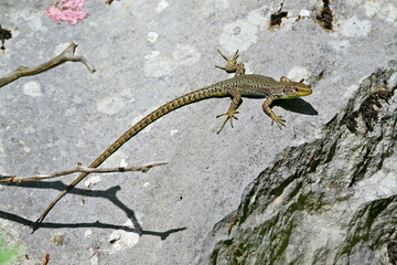 Mosoreidechse // Mosor rock lizard (Dinarolacerta mosorensis) - Orjen-Gebirge, Montenegro