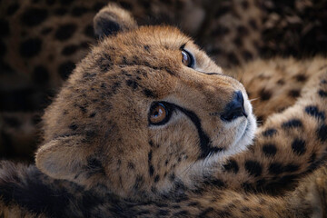 close up portrait of cheetah
