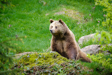 brown bear in the forest in Germany