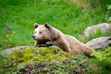 brown bear in the forest in Germany