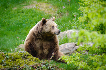 Naklejka premium brown bear in the forest in Germany