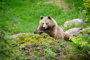 brown bear in the forest in Germany