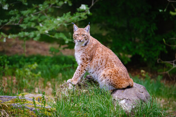 beautiful lynx sitting on the rock in the Bavarian forest in Germany © Jim Barris