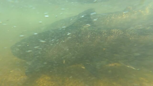 Salmon swimming upstream in strong river current underwater. Salmon run fish pov, crowd schools of salmon and its tails in the water. Underwater close up shot. Alaskan salmon spawning migration.