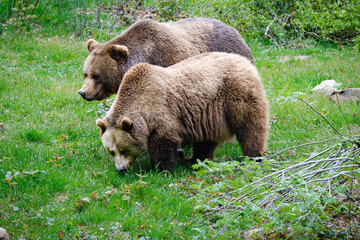 brown bear in the forest in Germany