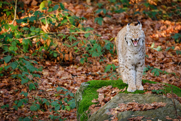 lynx yawning in the forest