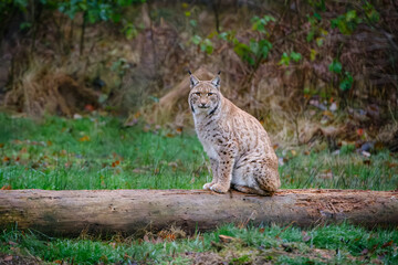 beautiful lynx sitting on the rock in the Bavarian forest in Germany