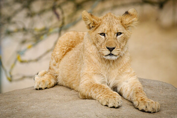 baby lion cat lying on the ground