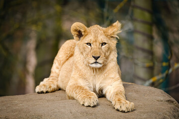 baby lion cat lying on the ground