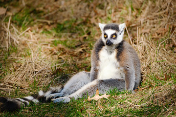 lemur catta in the zoo