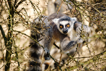 lemur catta in the zoo