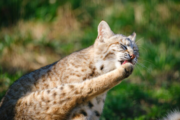 very rare lynx cat sitting in the forest