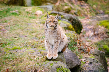 Obraz premium very rare lynx cat sitting in the forest
