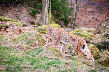 very rare lynx cat in the forest © Jim Barris